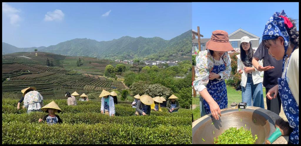 老师们在采青炒茗